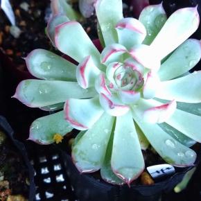 451:ザラゴーサエッジ