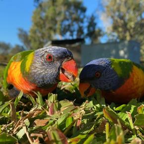 春が来た。花が咲いた。彼らがやってきた 😀