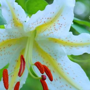 ヤマユリ（神奈川県立三ツ池公園 2024年7月中旬）