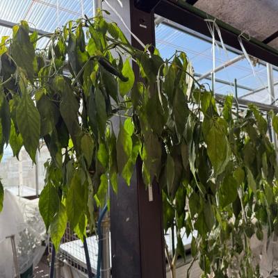 水耕栽培 X-Day ハラペーニョ編