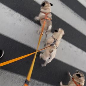 痔？&横断歩道を 動画あり