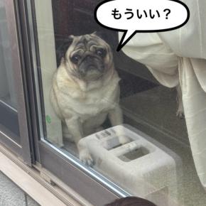 詐欺?&孫が会いにきた 動画あり