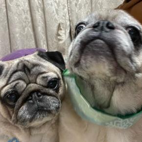 3パグシャンプーへ