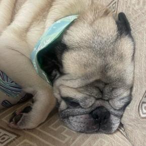 レコード大賞3連覇なるか&ヌクヌク幸せタイム 動画あり