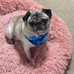 サンスター 緑でサラナ&おやすみなさい