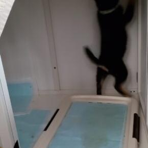 ウンチジャンプ？ 何ソレww