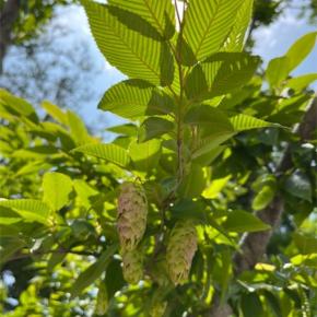 またもや、、今度は仏壇。