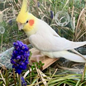 みかんの奮闘記（14）「みかんとお散歩」