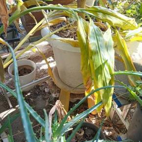 地域猫のニキちゃん