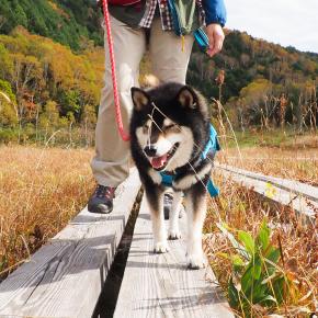 今年も志賀高原で紅葉狩り（その4 トレラン大会に遭遇⁉自然探勝コース後半戦）