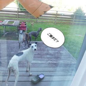 オトゲンコトチャンの夏休み エンゼルフォレスト白河高原で過ごす その⑧