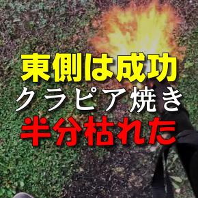 クラピアで失敗した人必見！枯れた原因と対策