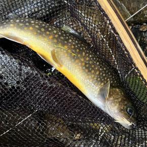 【釣果17匹山女魚12岩魚5】シャロムの森2025.8.27