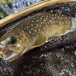【釣果14匹山女魚12岩魚2】シャロムの森2025.8.28