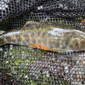 【釣果9匹山女魚5岩魚3カワサバ1】シャロムの森2025.9.11