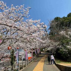 亀池公園の桜🌸満開です🌸