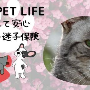 猫様が迷子！？ペットの迷子保険「MY PET LIFE」ペット専門の情報サイト