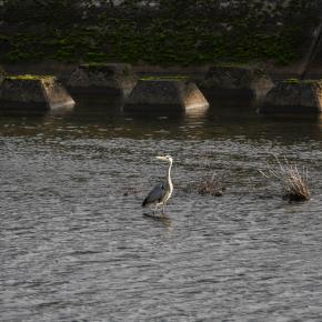APS-Cズームで野鳥を撮ってみる・一