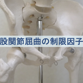 股関節屈曲の制限因子:前外側面組織・後面組織・joint play