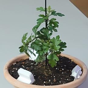 幹を太くするためフルメットの濃さを変更