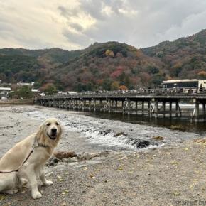 2025年12月大型犬とゆく初めての京都旅行②嵐山の竹林の小径を歩き、渡月橋を眺める