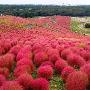 真っ赤なコキアが絶景！ひたち海浜公園と絶景神社をめぐる秋のバスツアー
