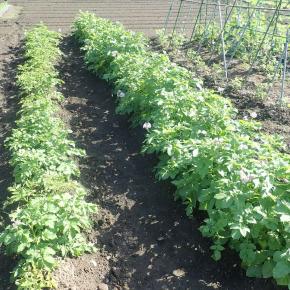 ジャガイモ栽培｜野菜作り始めました