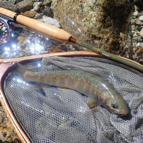 まだ寒かった幽霊の住む谷｜天竜川水系テンカラ＆フライフィッシング