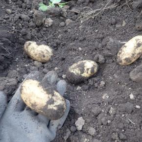 ジャガイモの収穫｜野菜作り（その1）