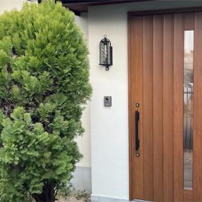 庭木に飾りつけしてみたら巨大クリスマスツリーが誕生