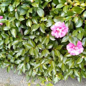 サザンカと紅葉ちょっと亀