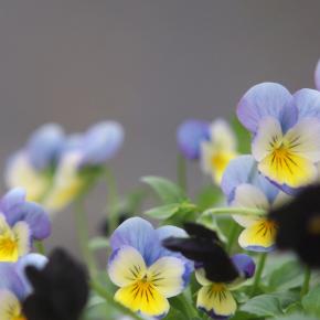 チューリップとビオラの寄せ植え