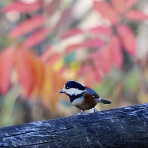 ヤマガラに会いに ながら川ふれあいの森へ