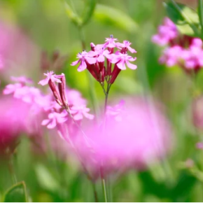 0422★★アルシオン・プレヤデス106：現在と過去のUFO、光と闇の戦い、ニュルンベルク、ペスト、ISSでの目撃(2:00:34) /【備蓄米大量放出】コメが下がらない本当の理由(23:44) / 万博化する大阪地下鉄。奴隷化する日本人。現場のリアル(39:55) / 維新はシュワブのグレートリセットの仲間【万博至る所に顔認証カメラ】→信用スコア社会 / 信頼回復の最も重要なステップはmRNAワクを市場から撤去すること。コロナはマッチポンプだ /【報道特集】SNS中傷で住所晒しも…自死した男性に何が？もう近代国家でも先進国でもない 😍