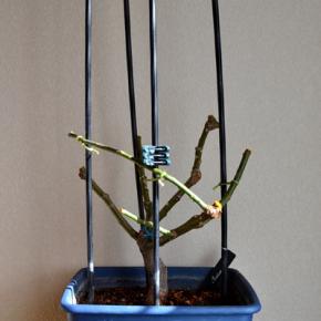 ロクサーヌ バラ ロサオリエンティス 冬剪定 タイプ1 鉢植え 2025