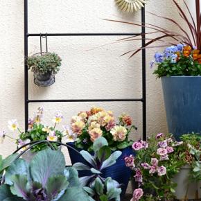 ベランダ ガーデニング 冬 薔薇 パンジー ビオラ コルジリネ 葉牡丹 12月