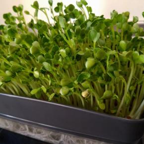 カイワレダイコンを育てる