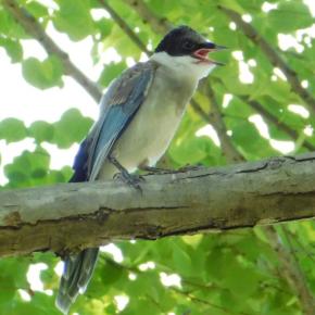 入選句「この夏の…」(9/10 ラジオ万能川柳(2025))