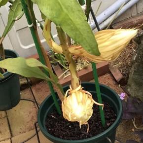 自己免疫疾患の既往歴があるホジキンリンパ腫患者