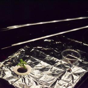 水耕栽培でミニトマトを育てる(3)