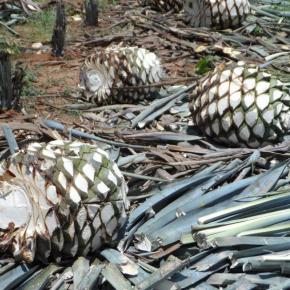 「YouTubeで旅する世界遺産（おうちで世界遺産）」に「メキシコの世界遺産6（テキーラの古い産業施設群とリュウゼツランの景観他）」を公開しました