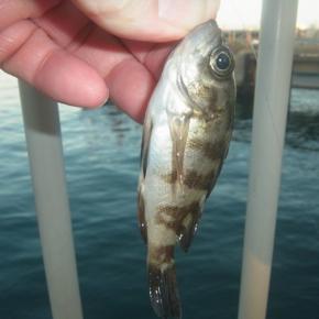 釣り納め？という話