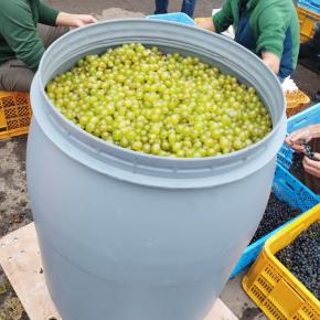 北海道 空知のぶどう畑お手伝い 2024秋 #2  どんなに眠くても、シャキッと起きてお手伝いへ！『わいん畑うらもと』