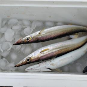 江の島 裏磯で魚釣り 台風後にアカカマス