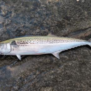 江の島 裏磯で魚釣り 鰆の子供のサゴシが表層にいっぱいいるー！