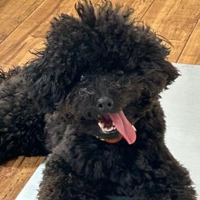 ブラッシングが好きになる！一生モノのペットブラシに出会えましたーSHARRー