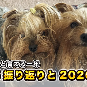 Onepackの2025年振り返りと2026年目標 – テリリアンと育てる一年の記録