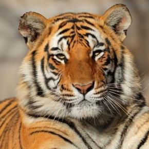 明けましておめでとう