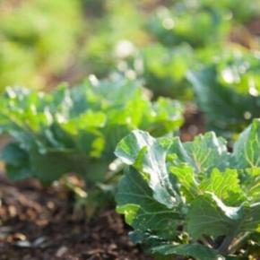 オーガニック野菜とは何？野菜の健康・味・取り入れるメリットを簡単に解説します！