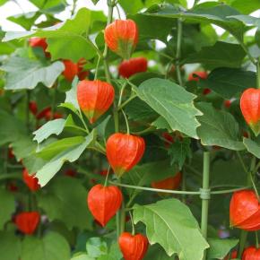 「ほおずき」 グレープ これもまた夏の名曲